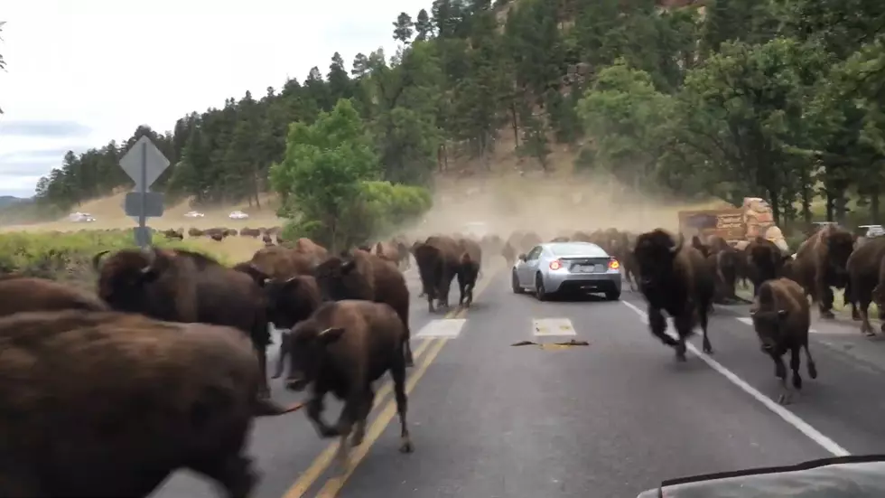 Watch a Sportscar Get Caught in a Bison Stampede in the Dakotas