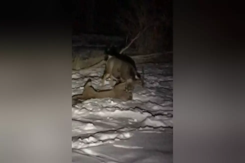 Colorado Hunters Video of an 8-Point-Buck Fighting Mountain Lion