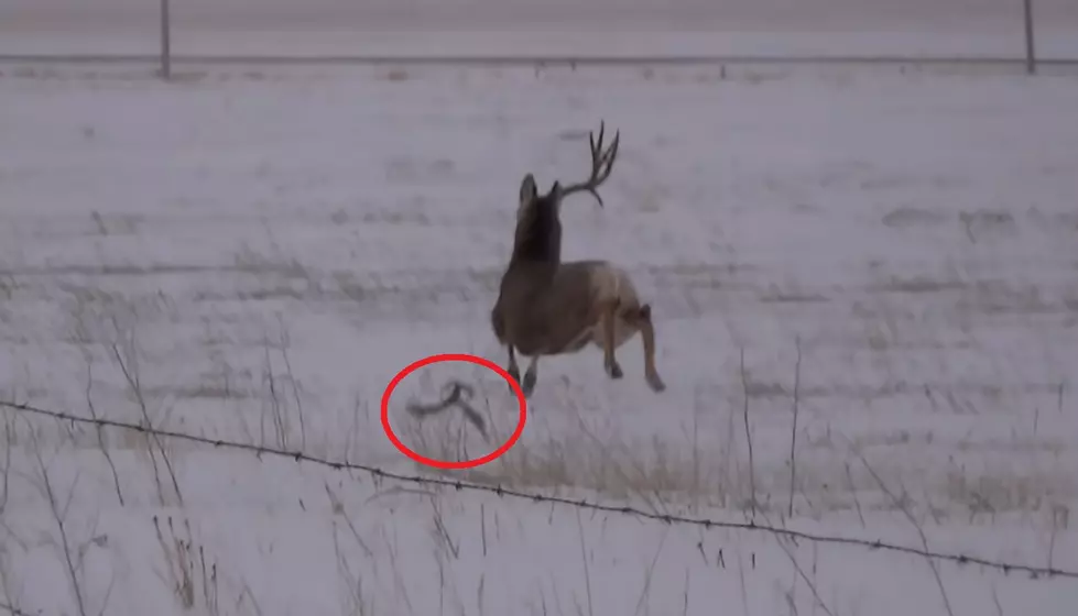 Hunter Shares Epic Video Showing Big Buck Shedding His Antlers