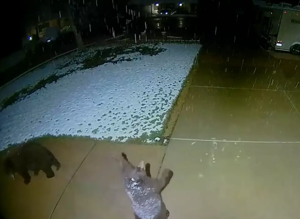 Security Cam Video Captures Bear Cub Trying to Catch Snowflakes