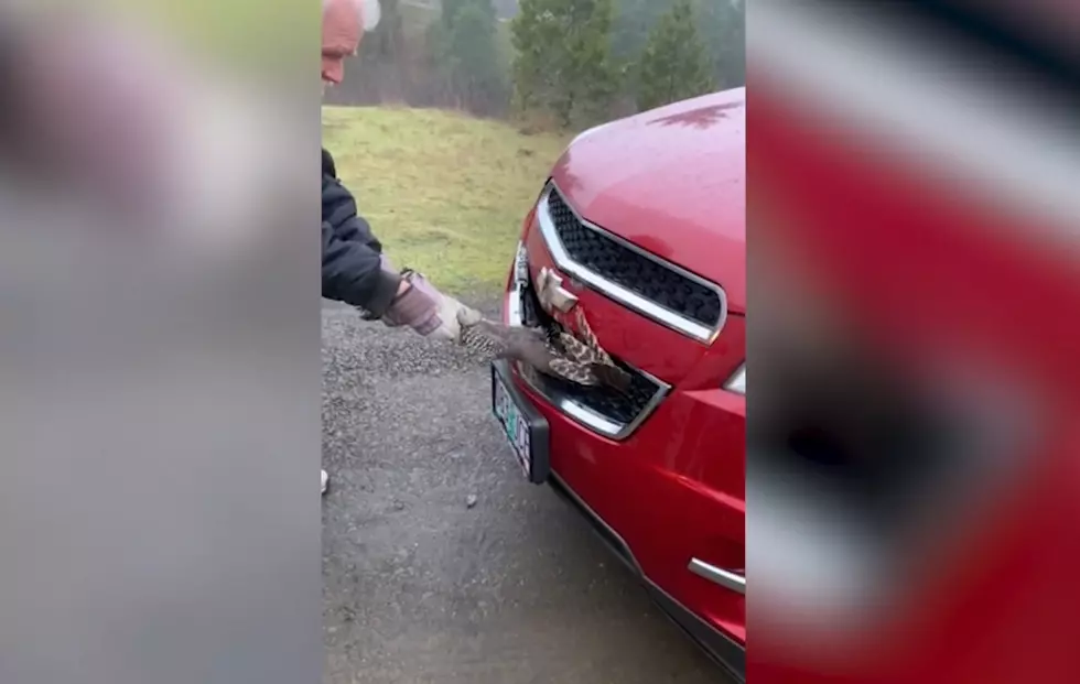 Watch a Guy Pull a Live Turkey Out of the Grill of a Car