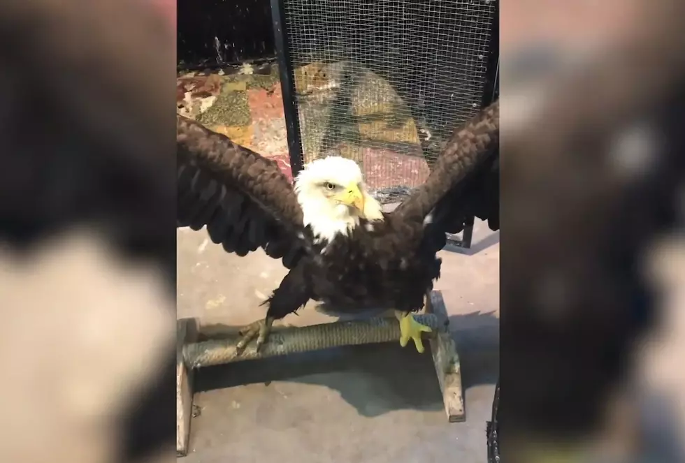 Watch an Eagle in Rehab Dance for His Physical Therapy
