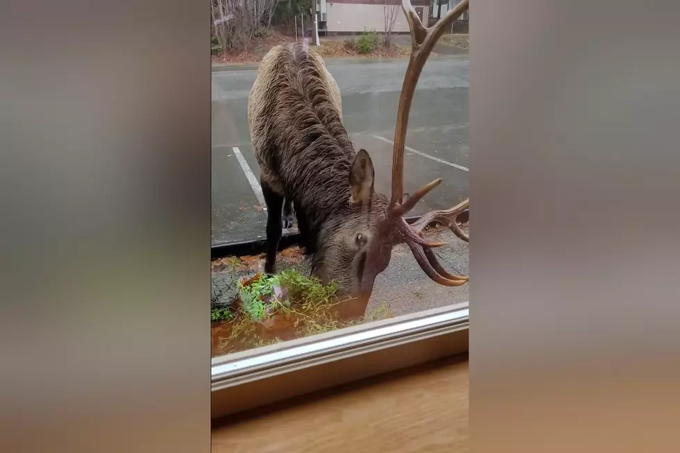 Watch a Restaurant Patron Realize They’ve Been Joined By an Elk