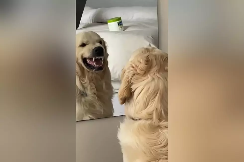 Video Shows Golden Retriever Practicing His Mean Faces in Mirror
