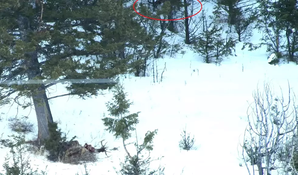 Adventures in Nature via YouTube