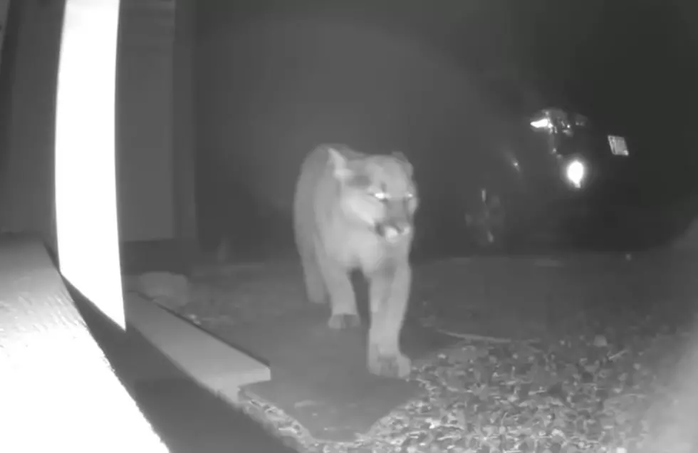 Colorado Family&#8217;s Doorbell Cam Shows Mountain Lions Prowling