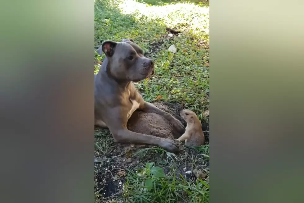 Pit Bull Unhappy That His Gopher Friend is Digging Up His Yard