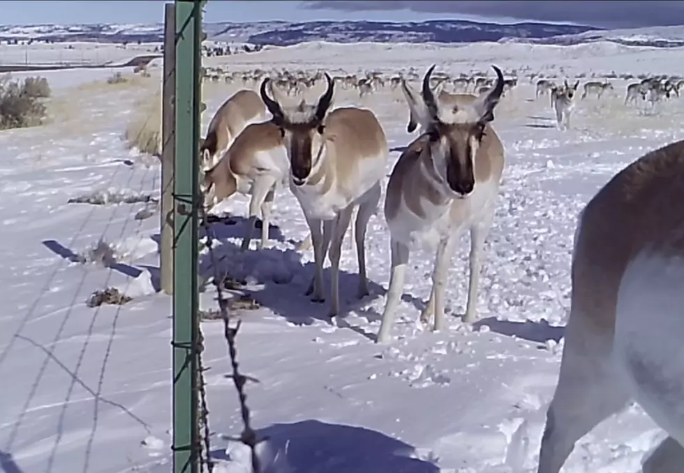 That Time Hundreds of Wyoming Pronghorn Photobombed a Trail Cam