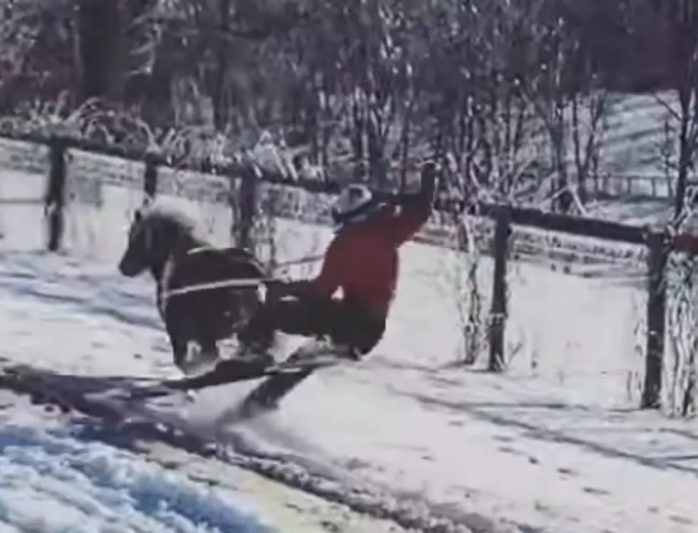 Skijoring With A Shetland Pony Does NOT Go Well For This Woman