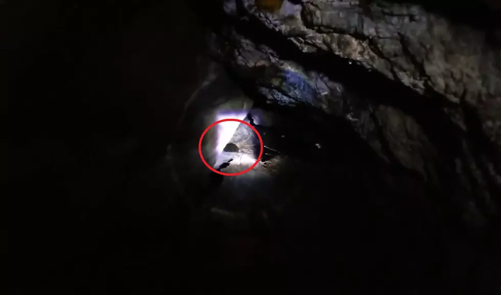 Watch a Guy Exploring a Cave Encounter a Sleeping Bear