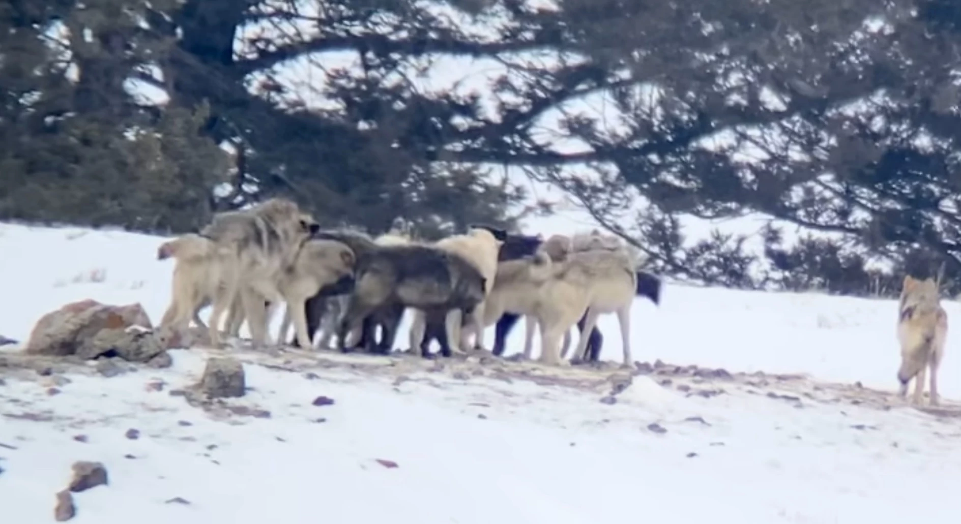 yellowstone wolf tracker tours