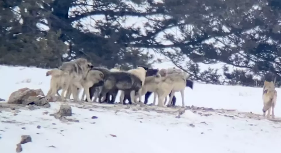 Guide Shares New Up-Close Video of Yellowstone's Wapiti Wolf Pack