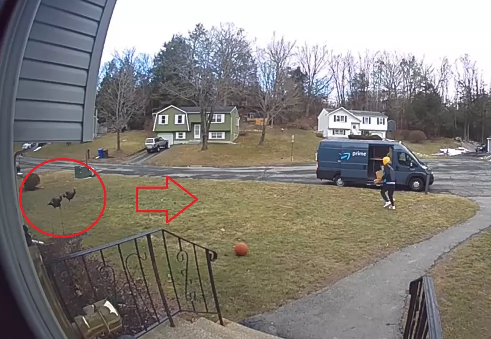 Watch Wild Turkeys Show a Delivery Guy Who&#8217;s Really Boss