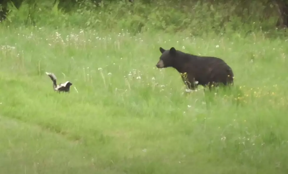 Watch a Bear Attack a Skunk and Instantly Regret It