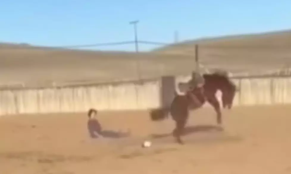 WATCH: Horse Sees Cow For The First Time...It Does NOT Go Well