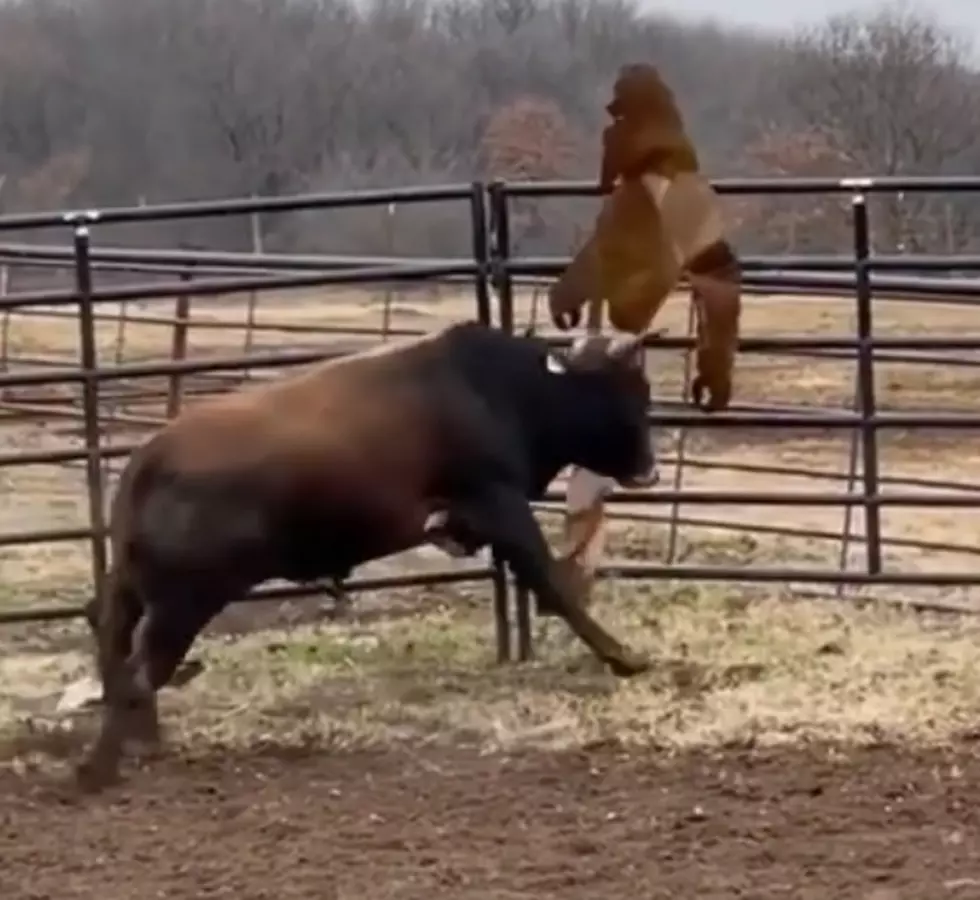 WATCH: In The Epic Battle Of Bull Vs. Sasquatch, Who Would Win?