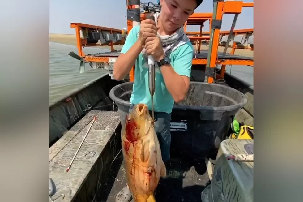 Watch a Young Man Set a Wyoming and World Mirror Carp Record