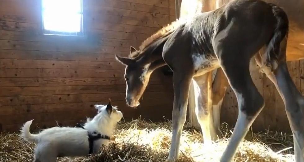 Watch a Newborn Foal Who’s Already Best Friends with this Dog