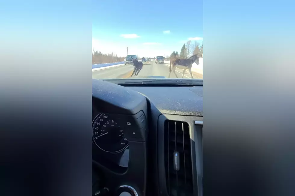 Watch Traffic Stopped By 2 Donkeys Running Circles in the Road