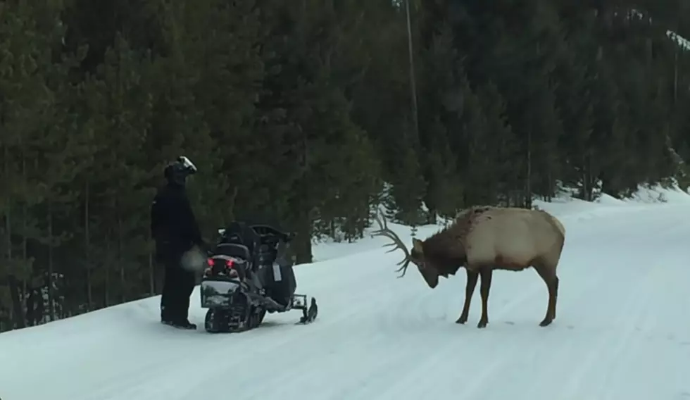 Yellowstone Flashback: When a Bull Elk Challenged a Snowmobile
