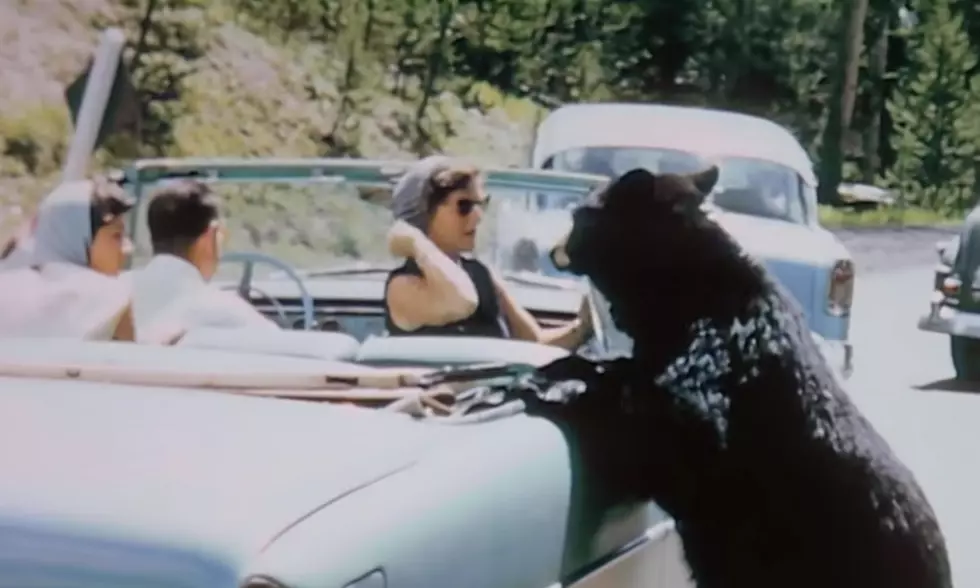 Yellowstone Flashback: When Tourists were Allowed to Feed Bears