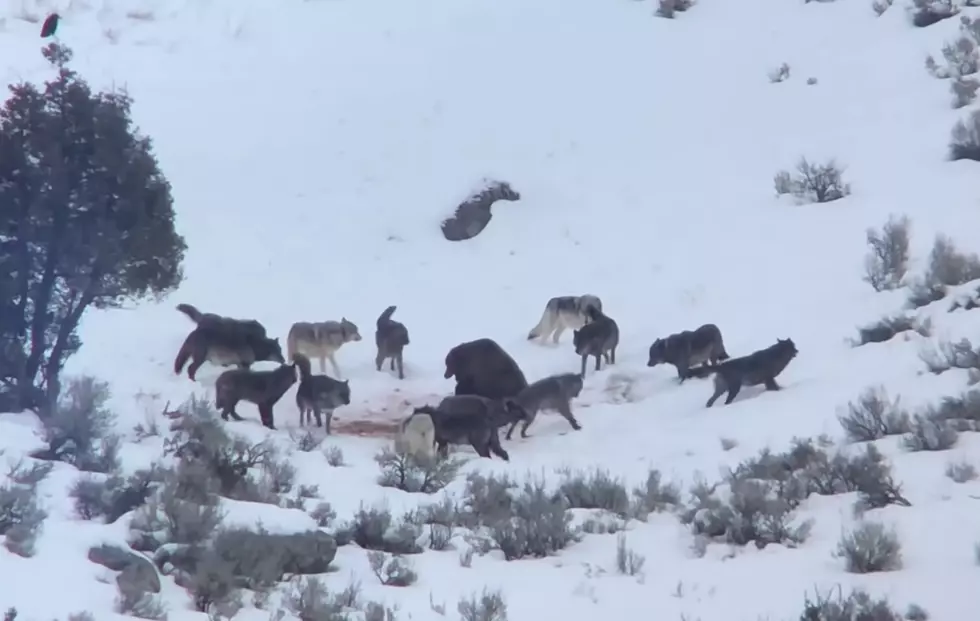 Yellowstone Flashback: When a Grizzly Chased Off a Dozen Wolves