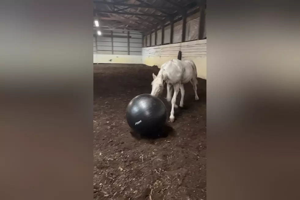 Happiness is Watching a Colt Play with an Exercise Ball