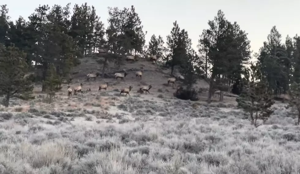 This is What a Herd of Bachelors (Elk) Look Like in Montana
