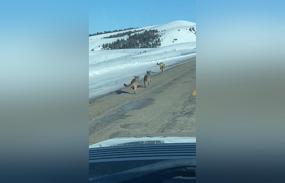 Driver Shares Video of 3 Young Mountain Lions Running By Road