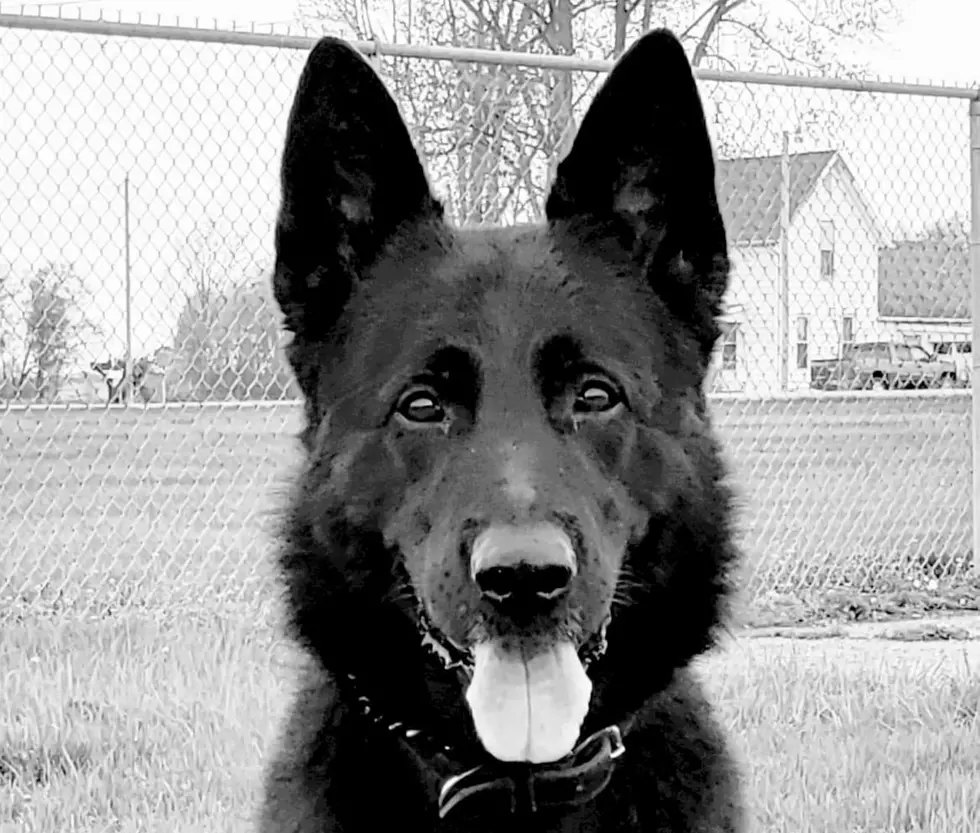 This Wyoming Police Dog Took Down 3 Bad Guys in a Week