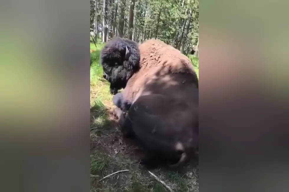 Yellowstone Flashback: When the Dumb Dude Tried to Ride a Bison