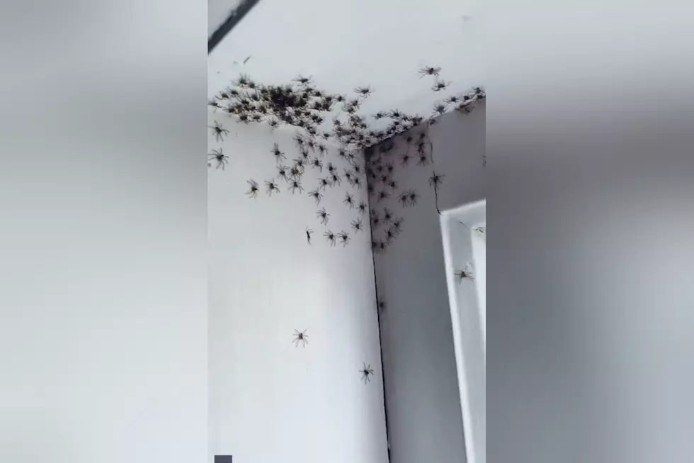 Nightmare Fuel: Family Finds Hundreds of Spiders on Their Ceiling