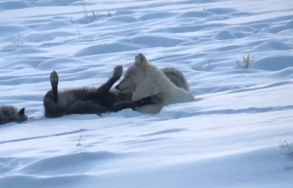 New Video Shows the Hierarchy of Yellowstone&#8217;s Wapiti Wolf Pack