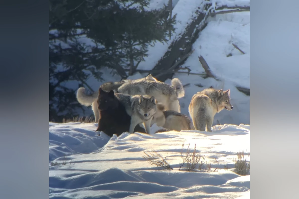 This Yellowstone Wolf Pack Appears Ready for Valentine's Day