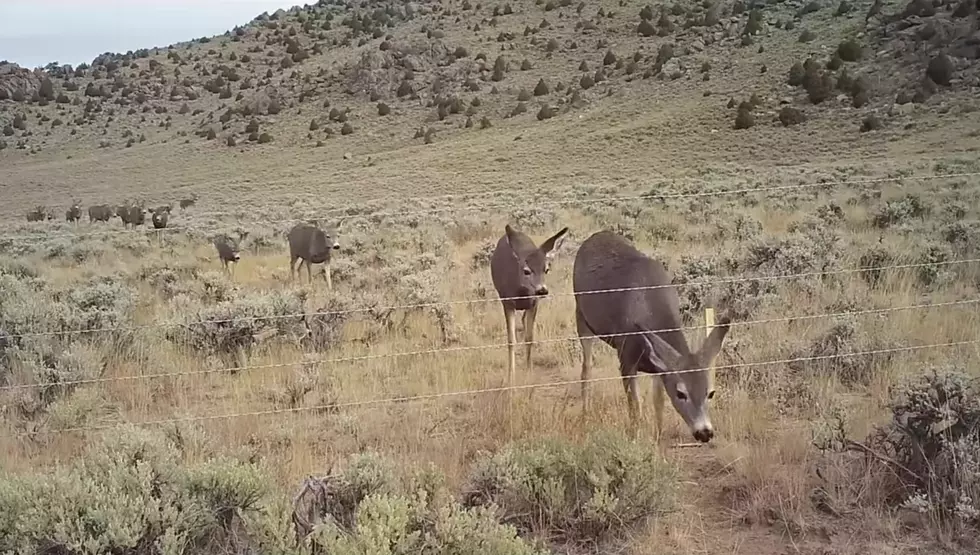 Wyoming Migration Initiative Shows Off a Wildlife-Friendly Fence