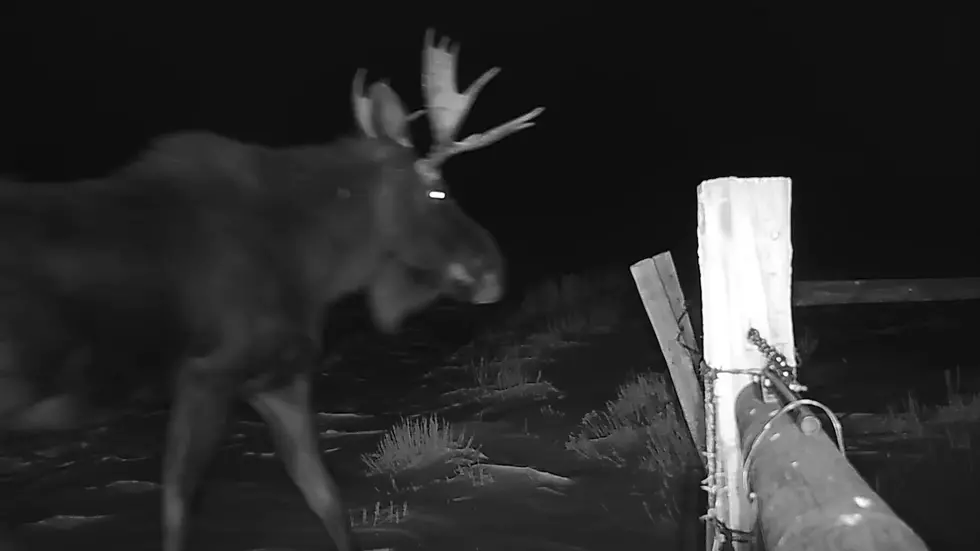 Wyoming Ranch Motion-Triggered Cameras Show All the Wildlife