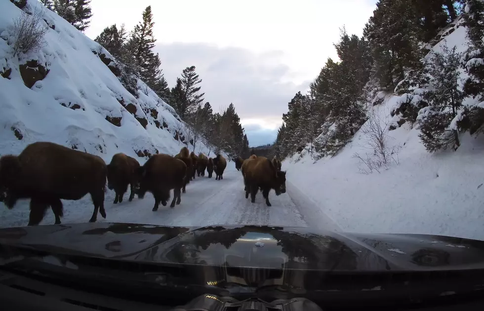 Hundreds of Bison Make Yellowstone Driver Use the Shoulder