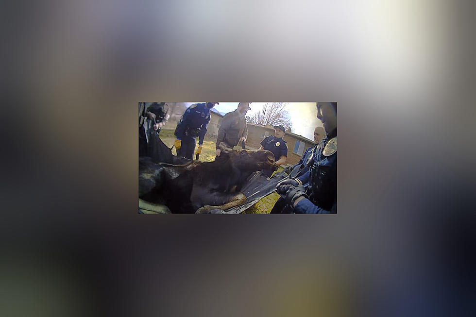 Utah People Wake Up to Find a Moose Has Taken Over Neighborhood