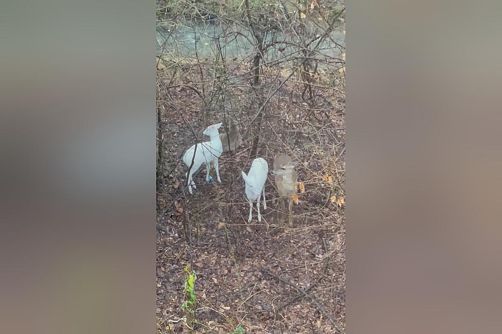 Neighbor Shares Video of Twin Albino Deer She Spotted in Her Yard