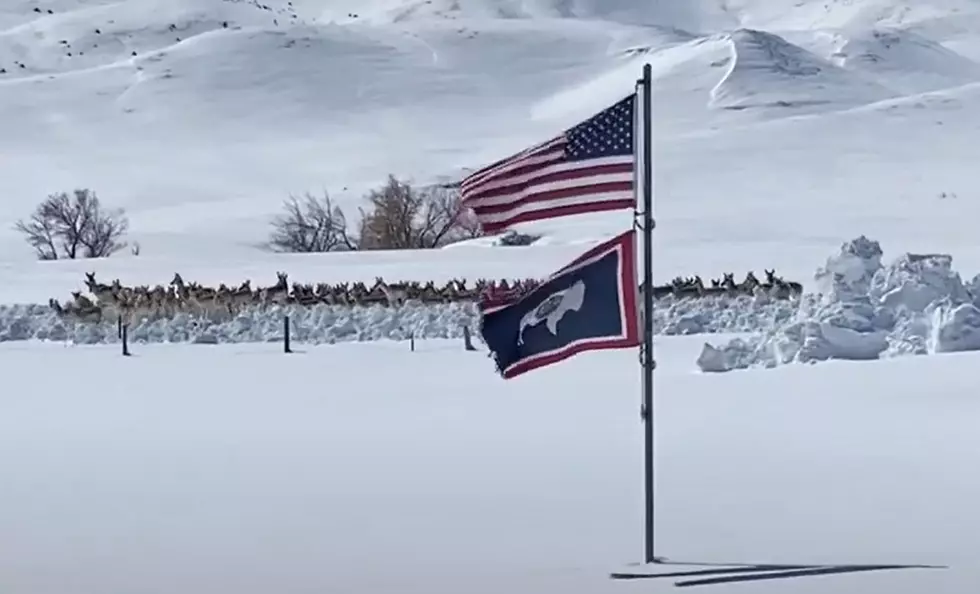 Massive Herd of Antelope On The Move Outside of Glenrock, Wyoming