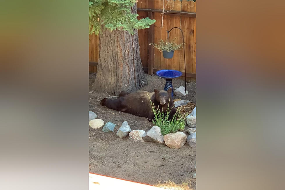 Family Shares Video of Bear Spread Out in Yard, Eating a Snack