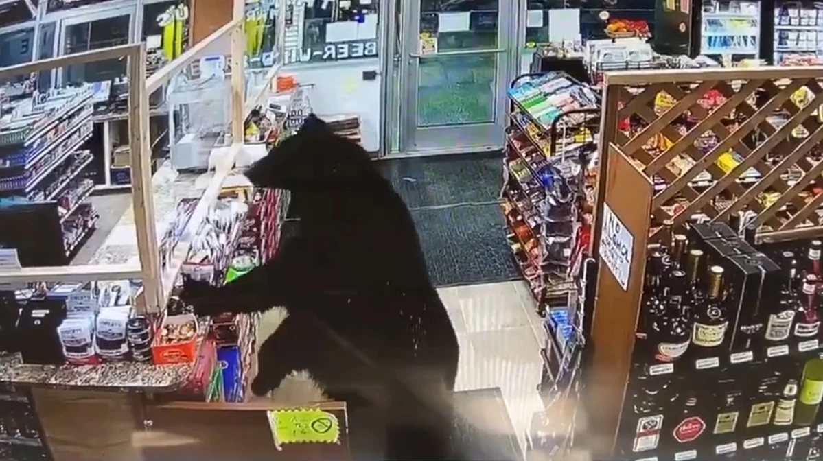 Watch Bear Enter Liquor Store Eat Candy While He Waits For Order