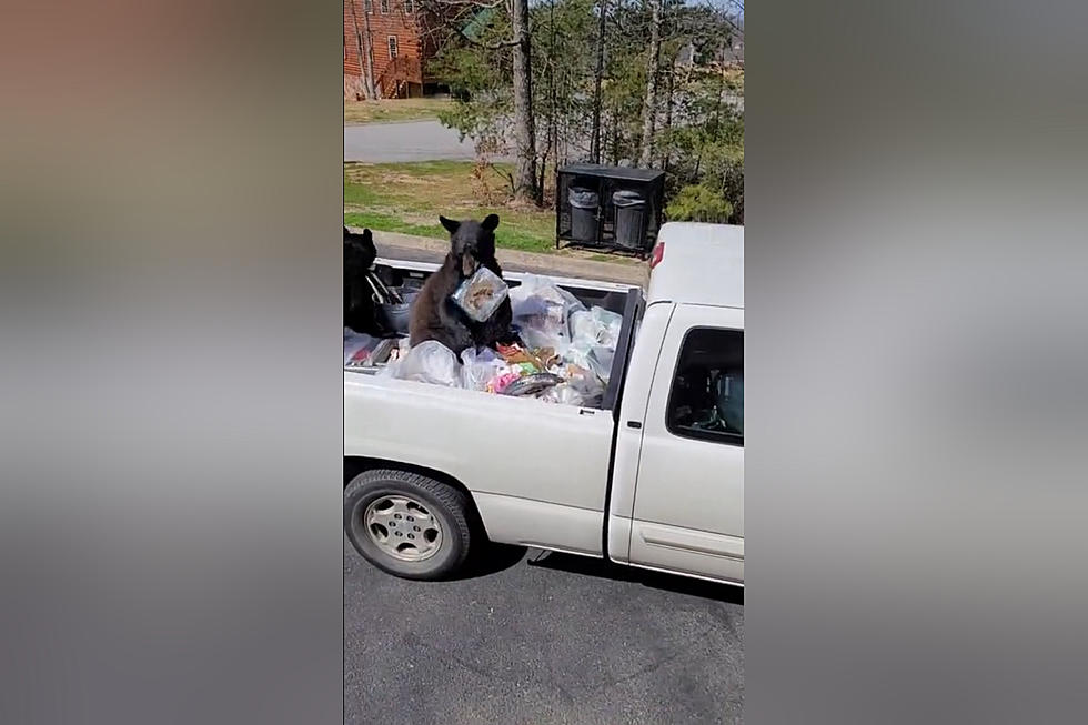 What Happens When You Leave Food in Your Pickup in Bear Country