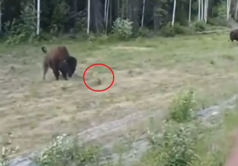 Watch Pit Bull Challenge Bison, Get Destroyed But Survives