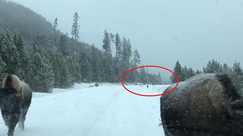 Watch a Bison Herd Being Followed by a Yellowstone Wolf Pack