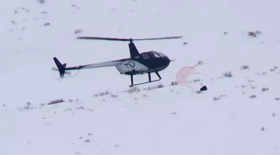Watch a Helicopter Capture and Collar a Wyoming Black Wolf