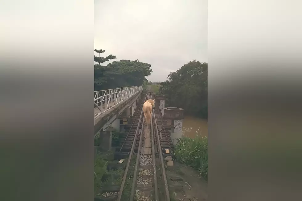 Watch a Train Get Stopped on a Bridge By a Horse