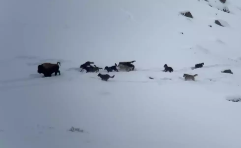 Watch Yellowstone’s Junction Butte Wolf Pack Try to Catch a Bison