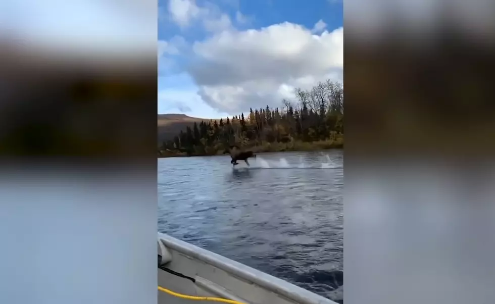 Boater Video Shows A Moose Appear to Be Walking on Water