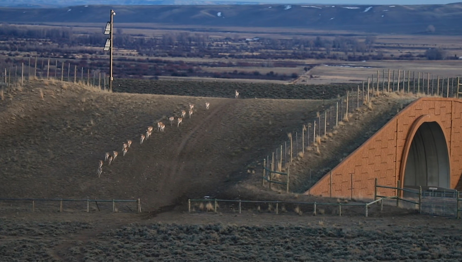 Wyoming Wildlife Crossing Cam Shows Incredible Pronghorn Footage